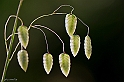 Sonaglini maggiori -Briza maxima - Famiglia Graminaceae (40D_6173_1rid)